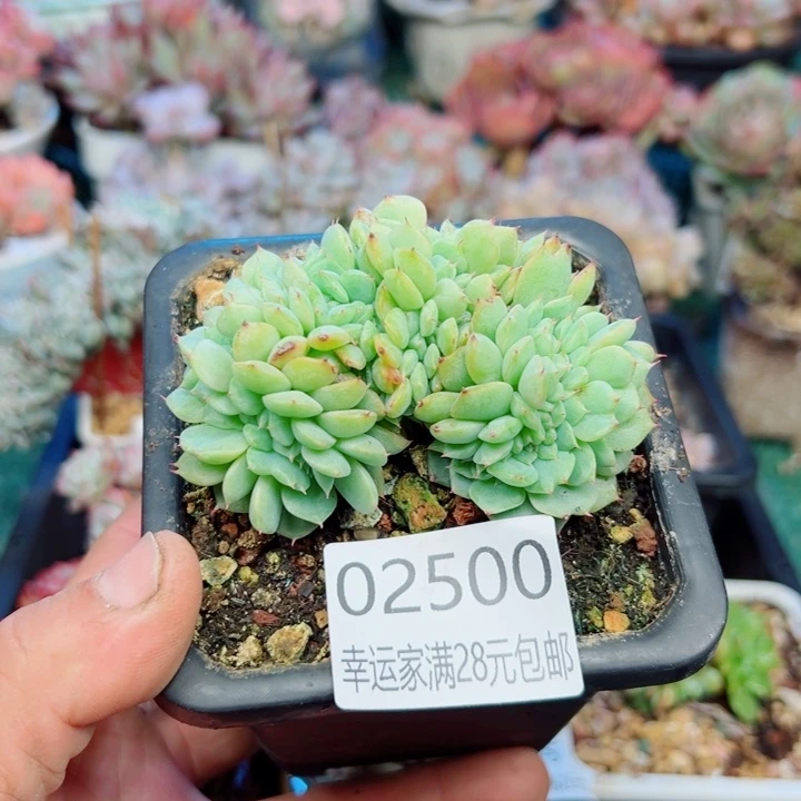 幸运的是我还没遇到过这样