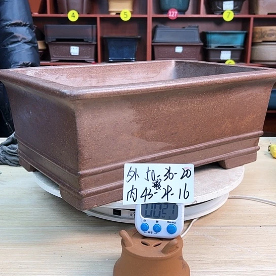 红陶用****3紫砂花盆里放的