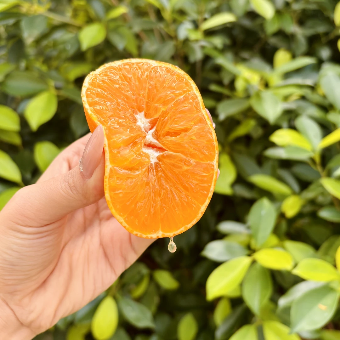 【新品种】川津1号橘子几乎纯甜果味皮薄多汁鲜嫩清甜无籽现摘现发