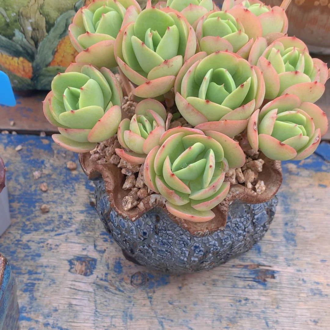 多肉乐园精品碧桃