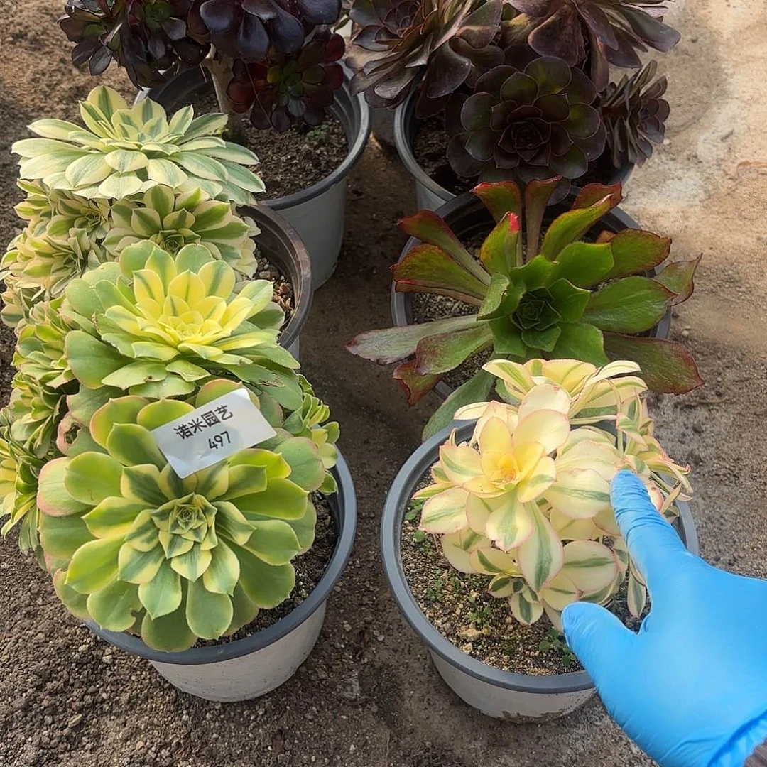 八颗多肉植物不售后497