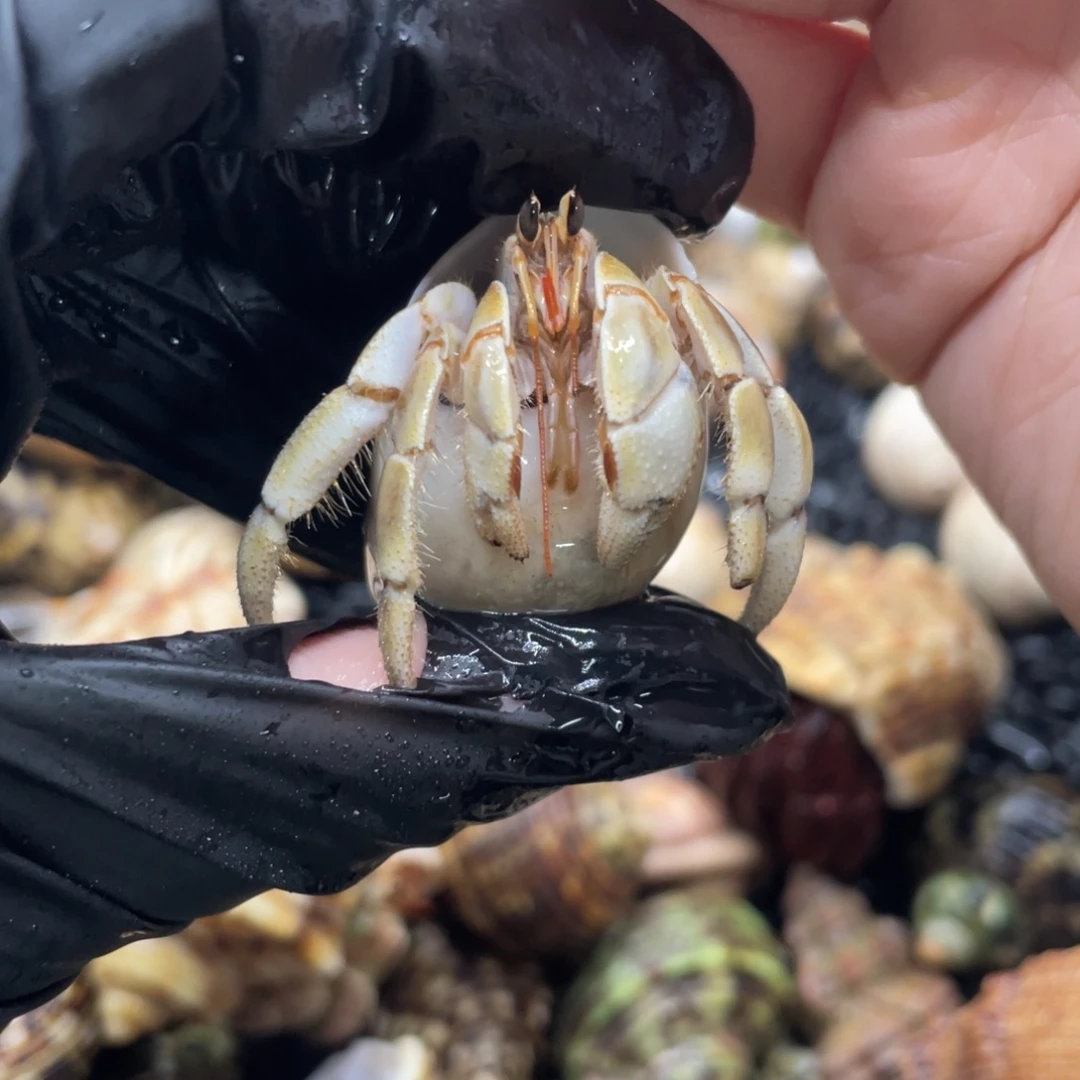 不退不换谢谢支持5