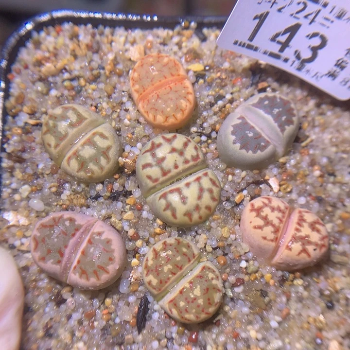 精品生石花224.143