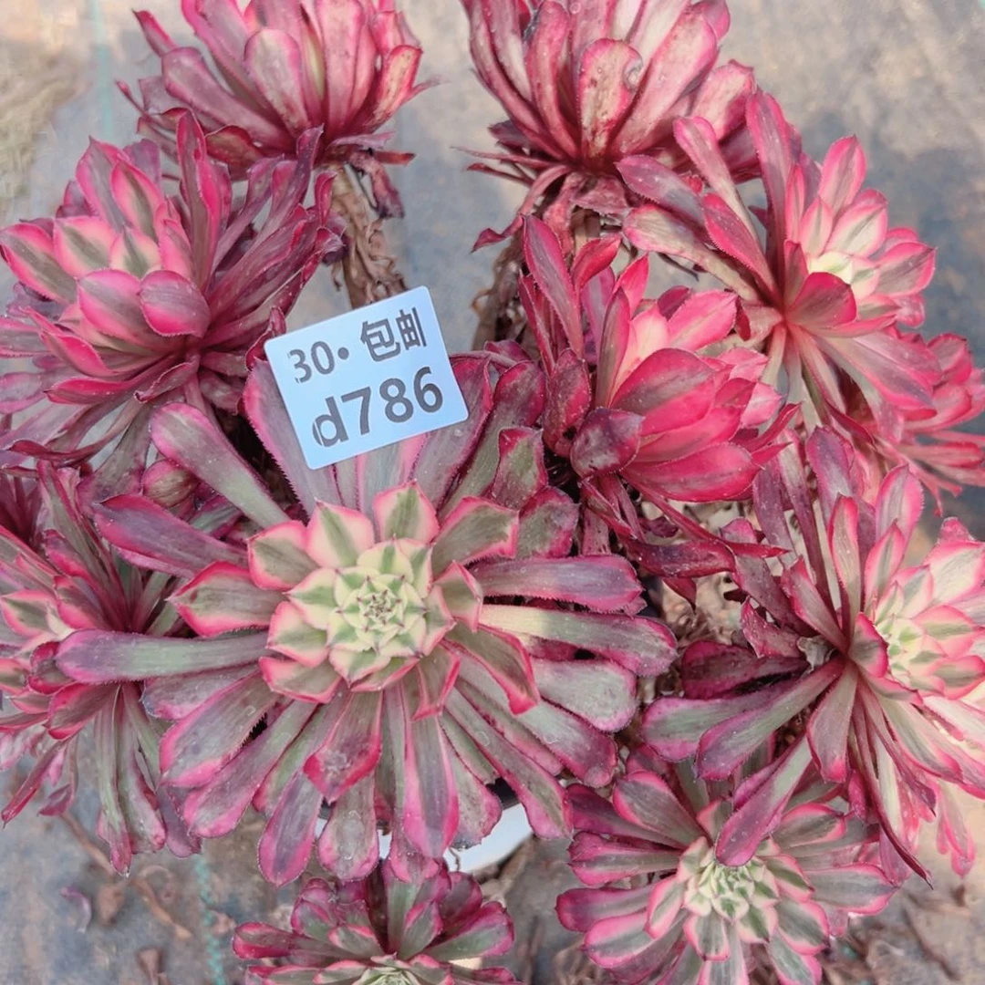 786红铜处理多肉法师