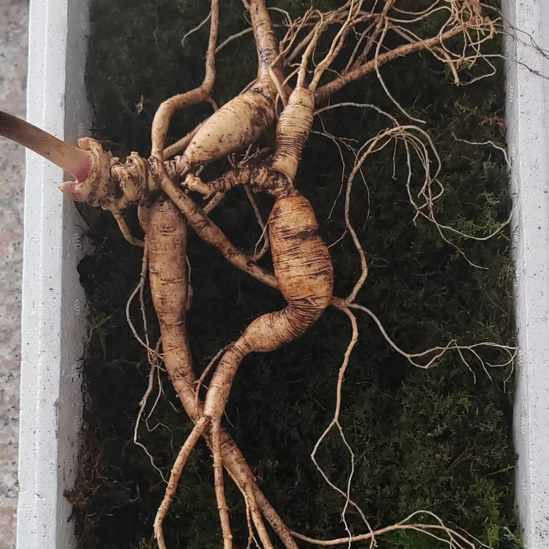 高年份林下参籽货，放山货