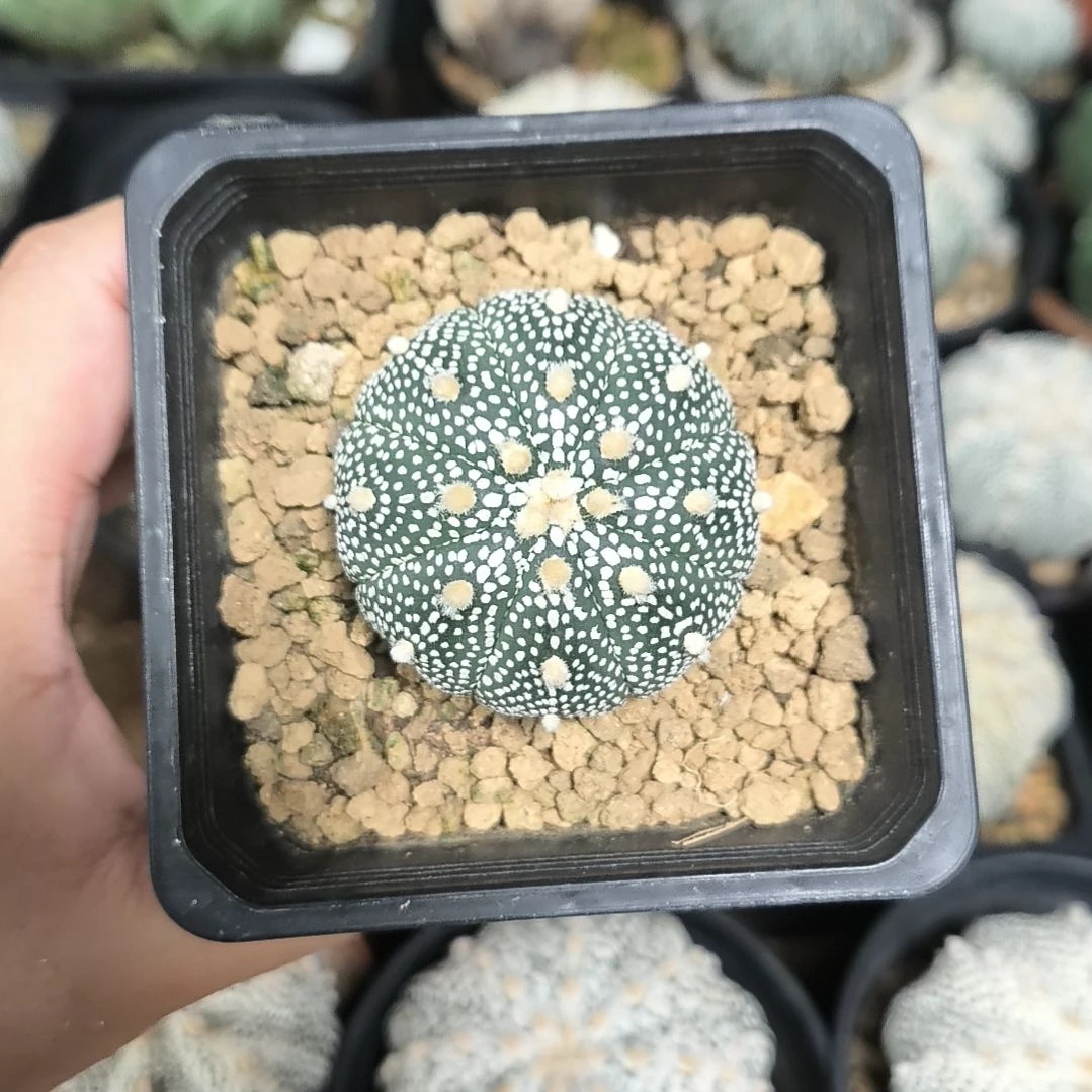 奇迹4.6一物一拍脱土发货