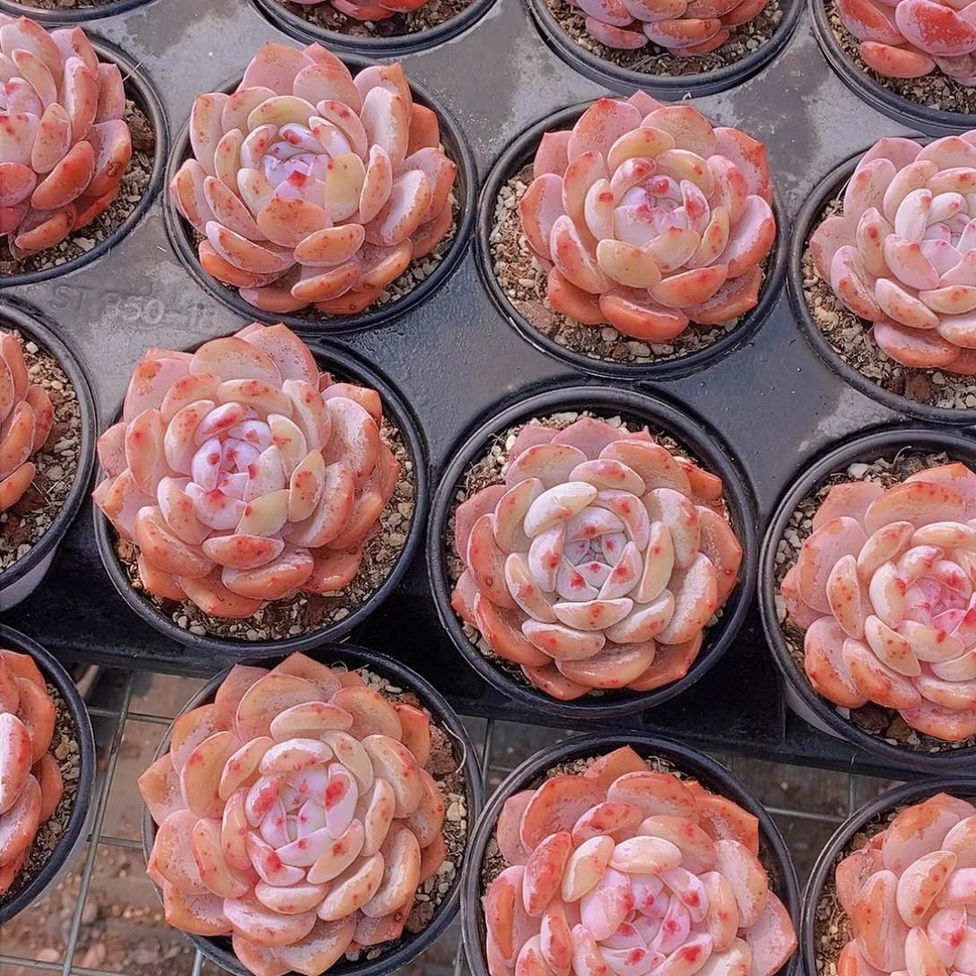 0308-草莓橙单头福利2颗 瑕疵慎拍