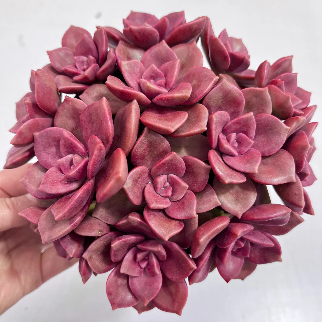 【精品紫乐】紫乐 带盆带土发 多肉植物 新手好养 云南多肉基地直发