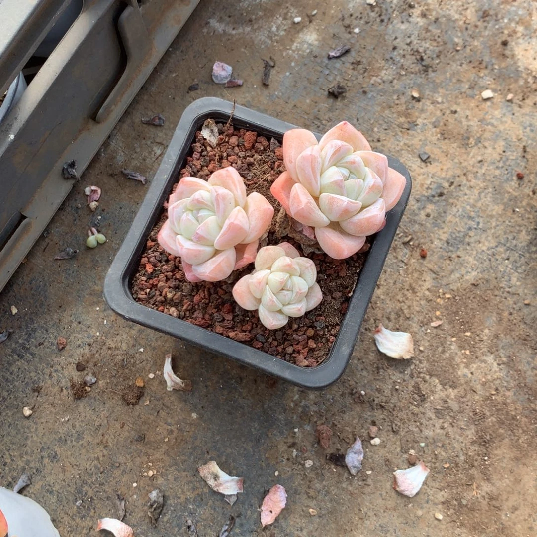 W***w那时候我们是真的没有办法