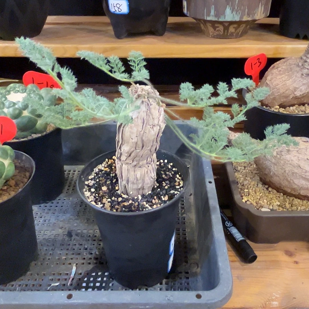 汤圆植物羽叶枯木