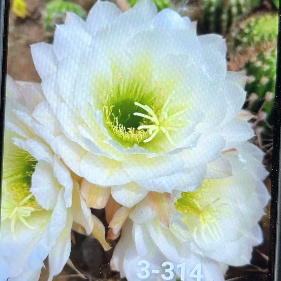 3-414 侧牙20包邮仙人球9