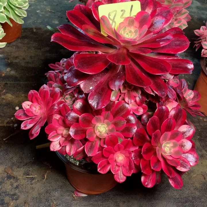 836美杜莎多肉111111