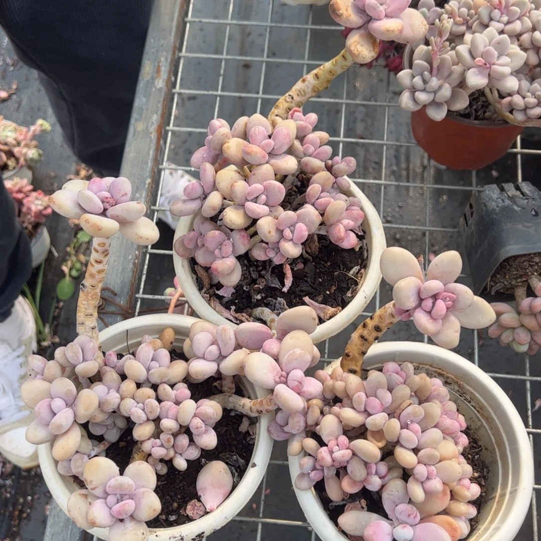 桃蛋多肉植物三盆