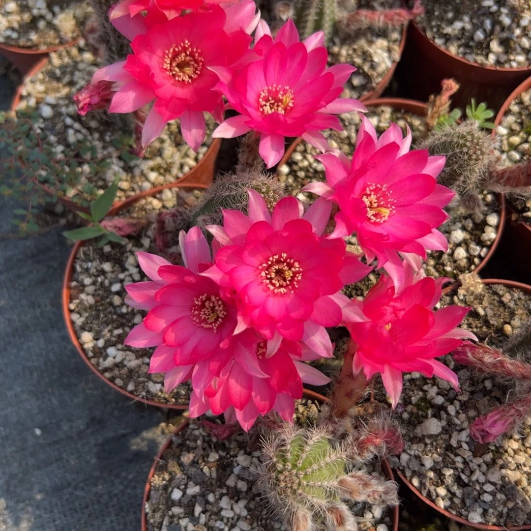 白檀仙人球白檀单颗带跟