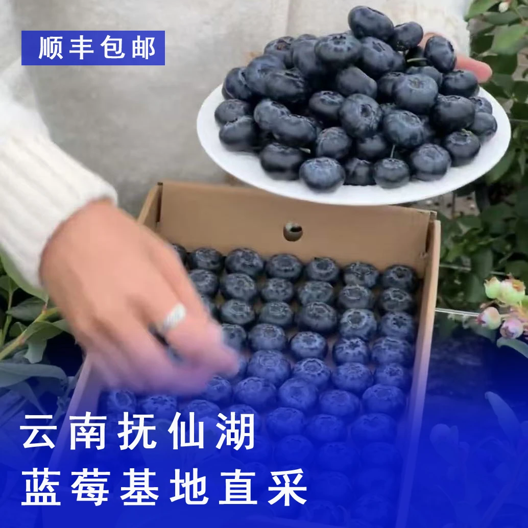 云南【特优等级】头茬大果 生态蓝莓  新鲜采摘 400g/盒（净重）