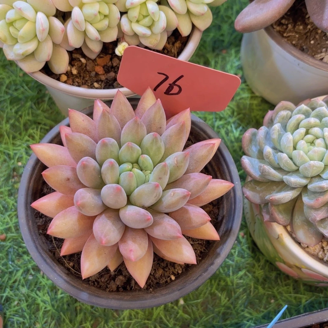 L***B云南金致家精品多肉