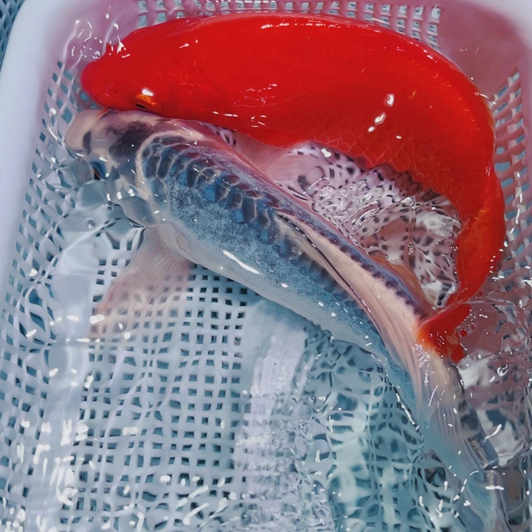 锦鲤锦鲤冷水鱼观赏127