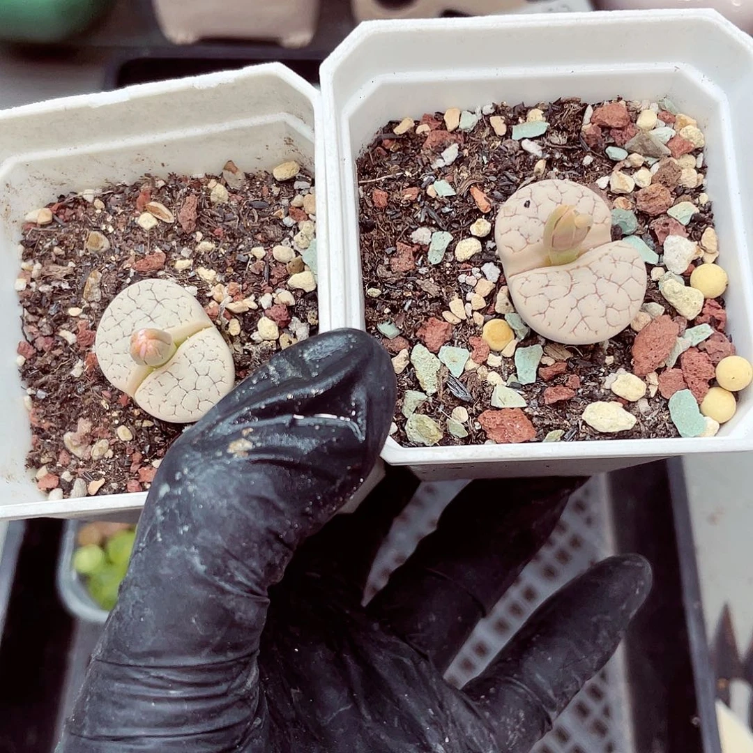 生石花18包邮0917-40
