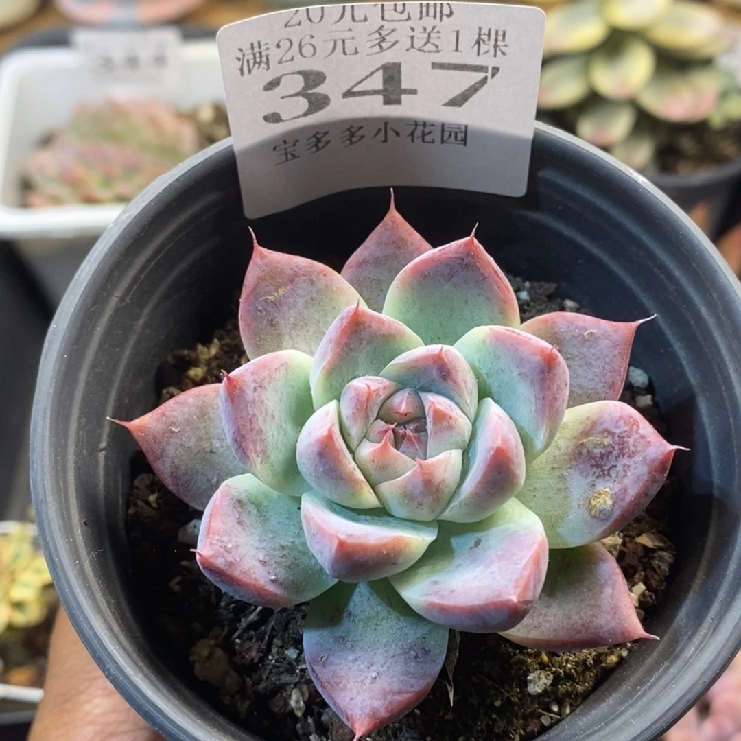 阿尔巴佳人一物一拍满20元包邮满26送一颗