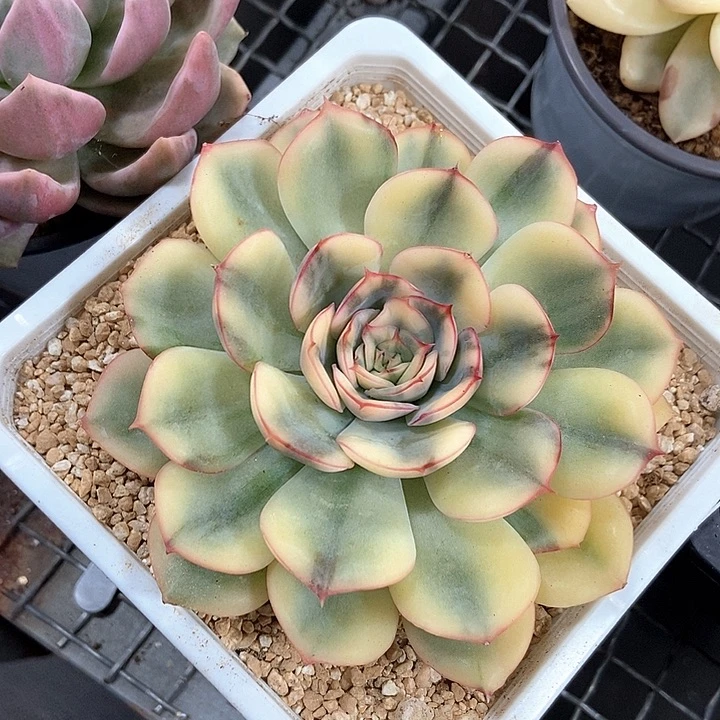 武仙座锦一物一拍