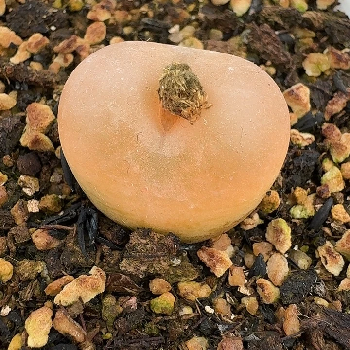 T***y老马生石花吕红111