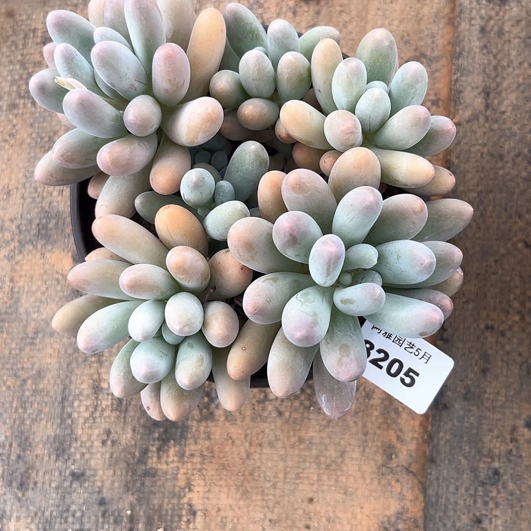 阿雅园艺。     8205