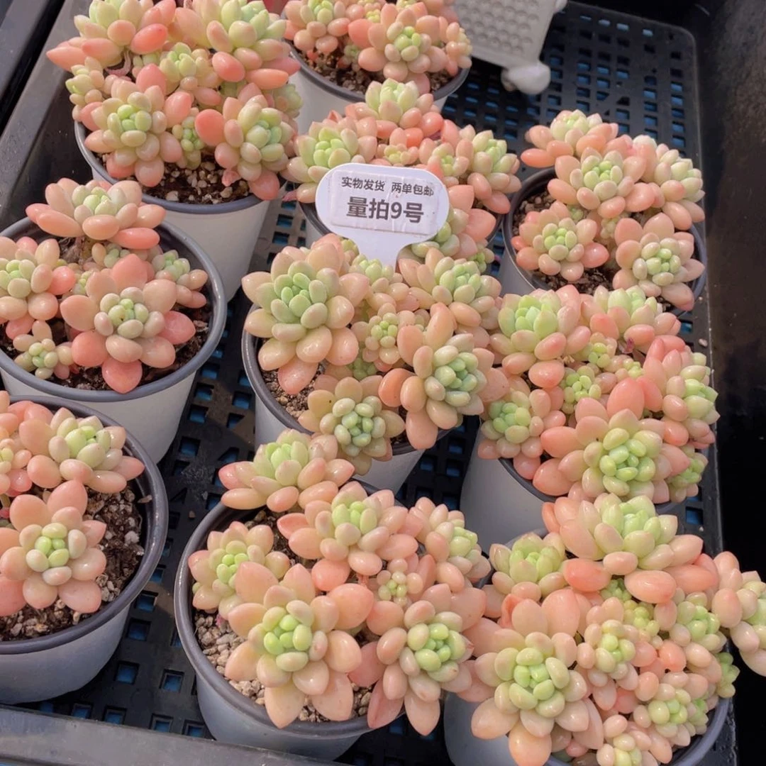 量拍9号鱼子酱多头老桩大群生一个