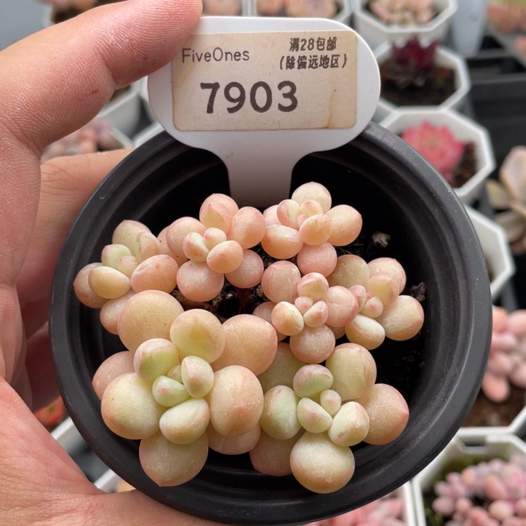 泡泡糖7903-7厘米