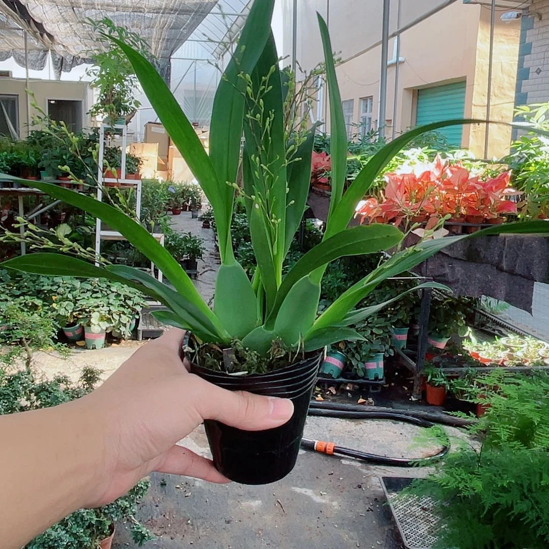 大部分花苞少量开放粉色文心兰