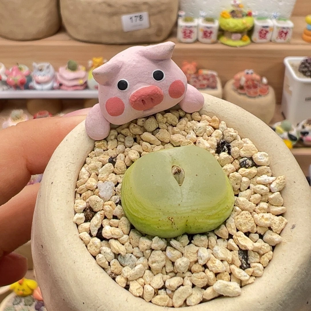 多肉植物180号拉登大