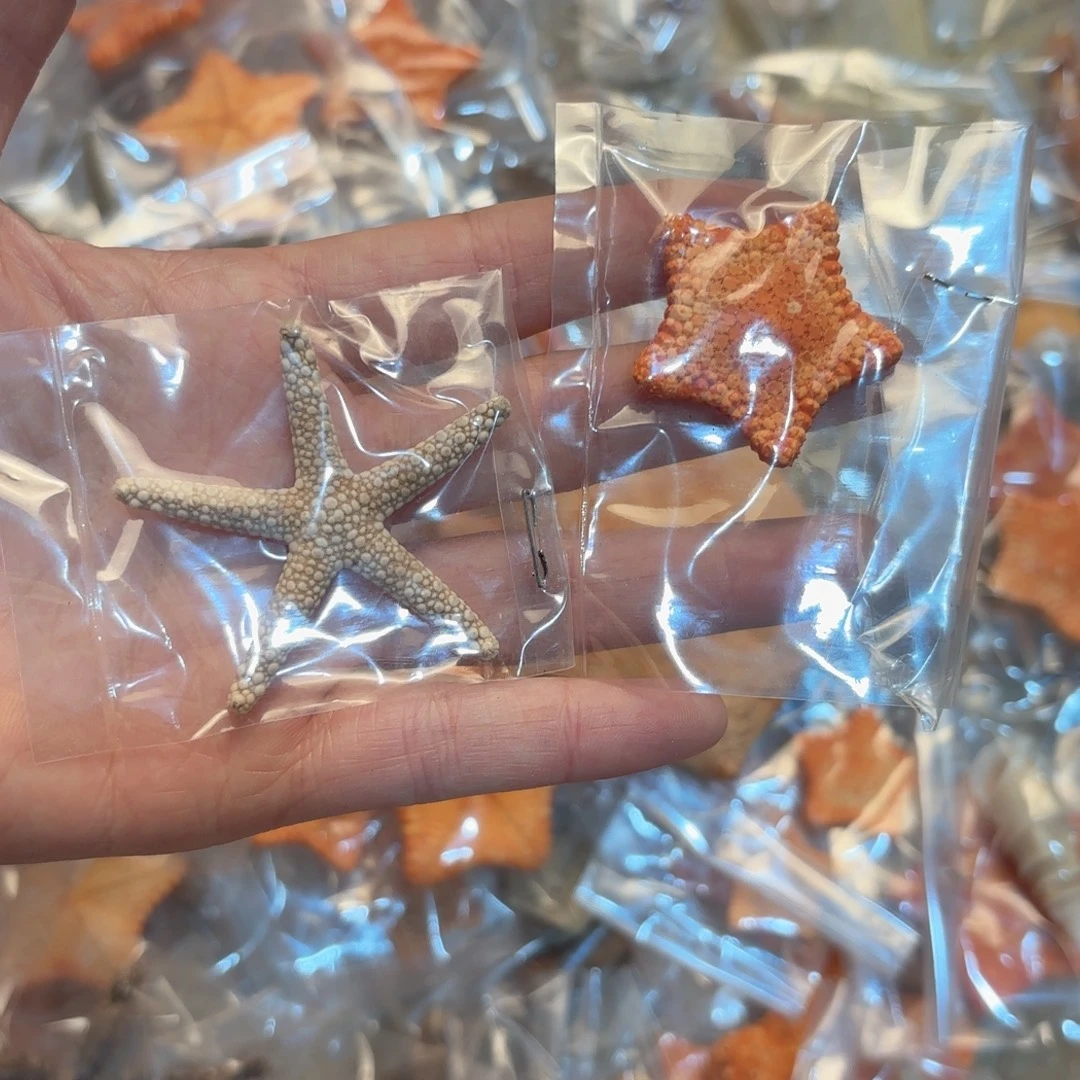 纸***士天然海螺标本福利