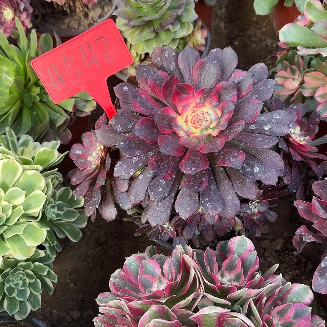 4542多肉法师多肉