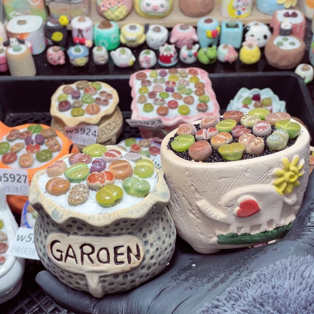 w5930--带盆土发货，零下地区拍保温箱