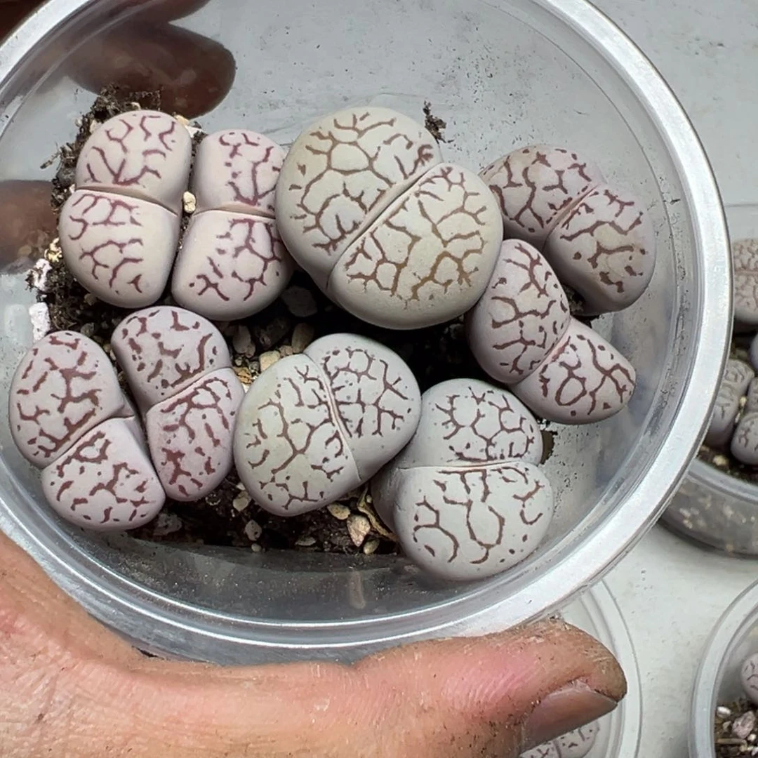 【闪购商品】 230。