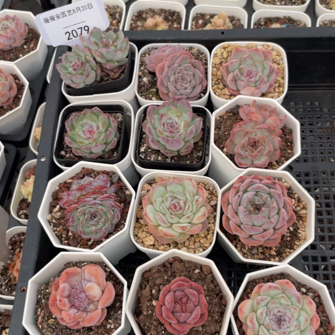 薇薇安园艺多肉2079