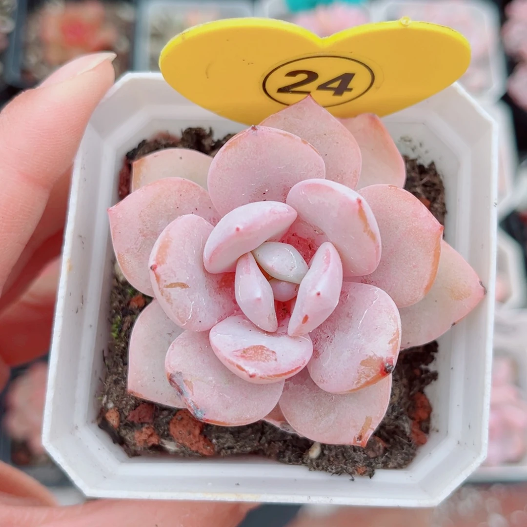 24号小老桩奶茶单头