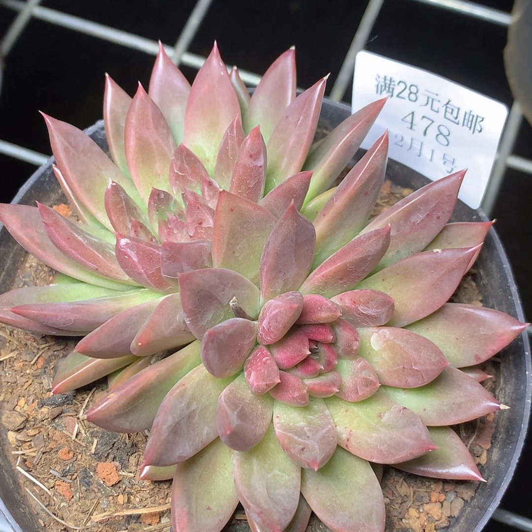 【闪购商品】云478号美人心计