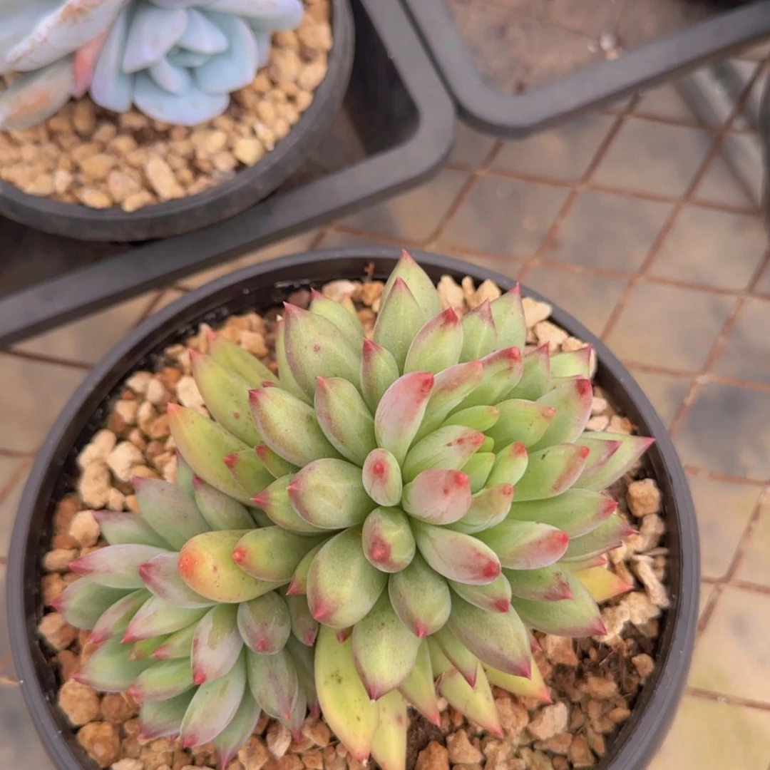 【闪购商品】双头虞美人岩子9.9