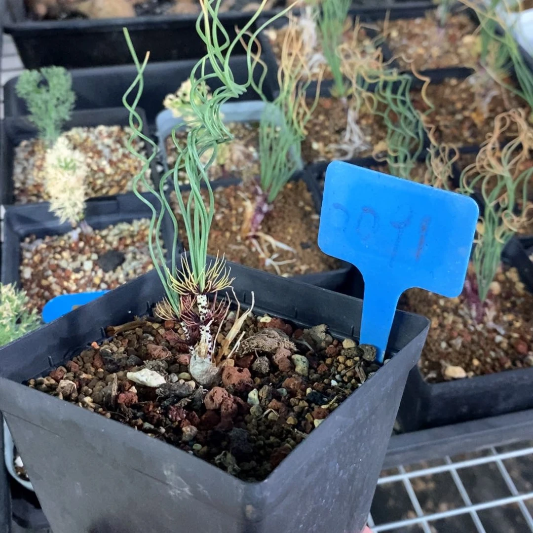 绿孔雀多肉植物一个