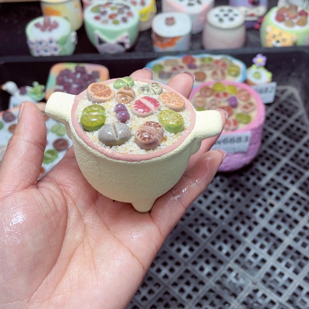 w6684 -零下地区拍保温箱-15支持寄养