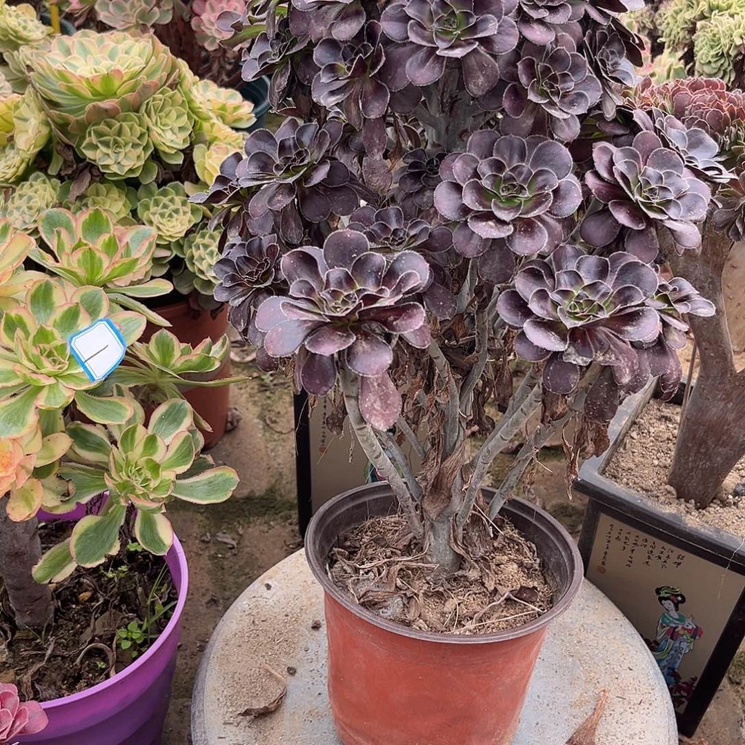 6黑圆叶法师多肉植物