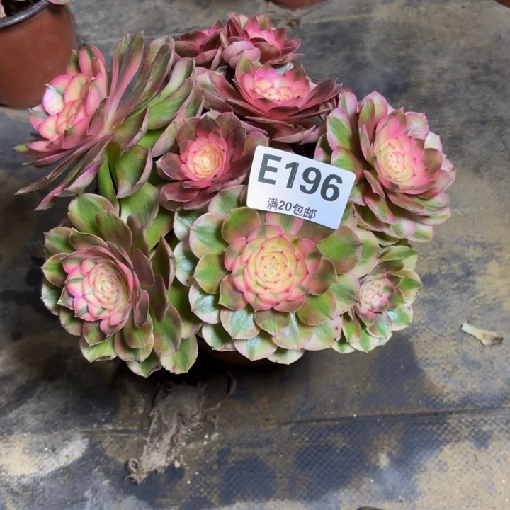 瑞妈，，。。。。196。荔枝，