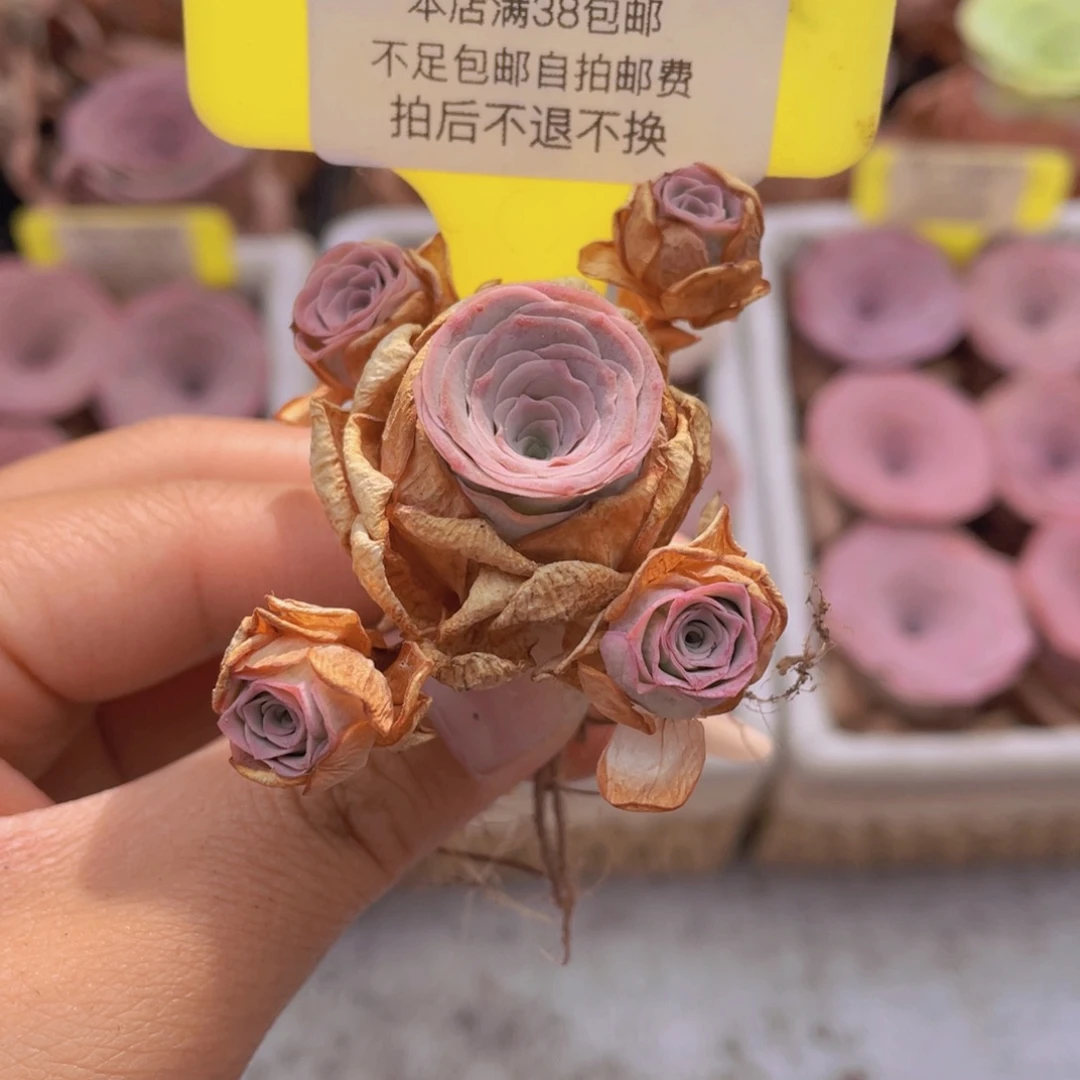 山地玫瑰C200满38包邮裸根发货