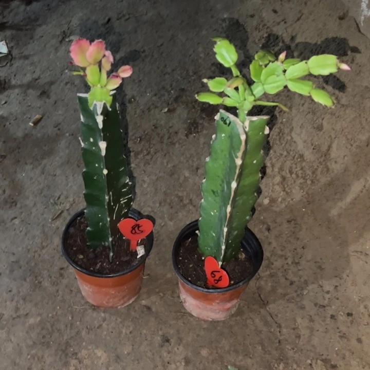 花***'当前无花栽培后可以开花037  85  061  68