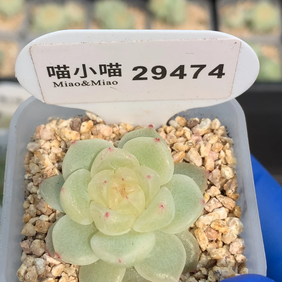 多肉植物杂交珍妮