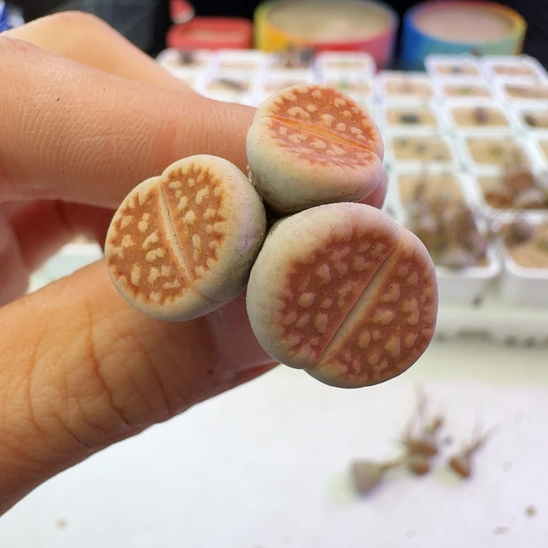 胖***胖多肉植物福利生石花121