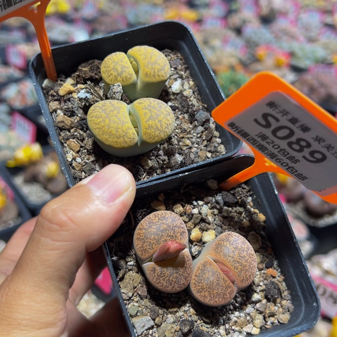 088.089 一物一拍，默认有伤，介意勿拍，不退不换