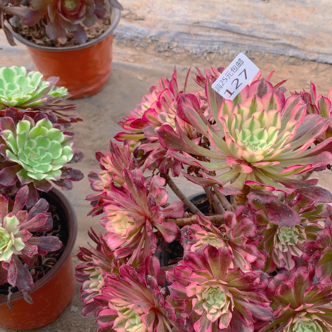 127红铜超白老桩多肉