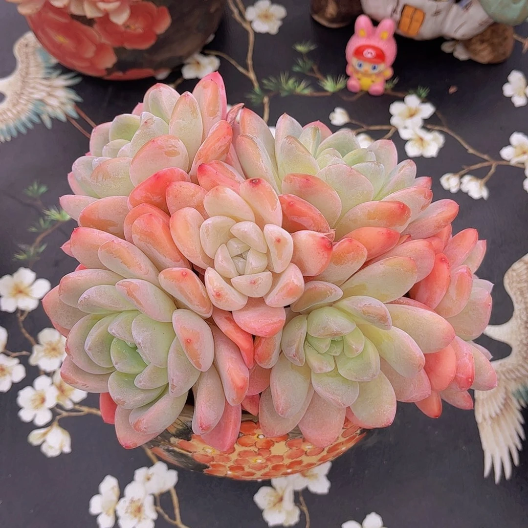 韩版雪媚娘精品多肉