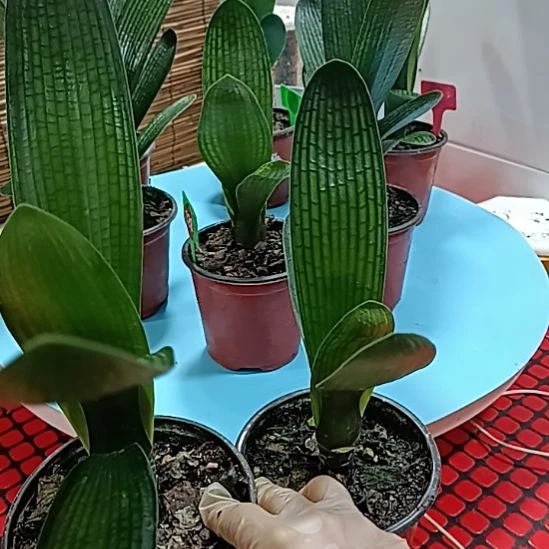 当前无花栽培后可以开花2颗